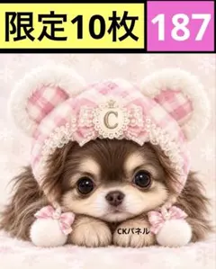 限定10枚！　レアパネル生地　無くなり次第終了です　6犬種パネル