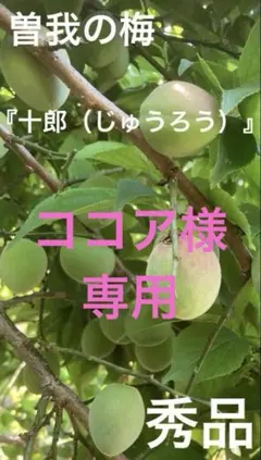 曽我の梅『十郎』生梅　秀品　５キロ