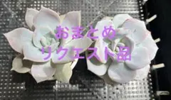 ミキ様 リクエスト 4点 まとめ商品