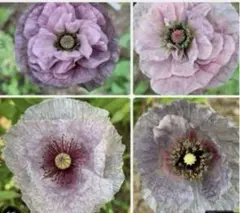 ポピーアメージンググレイ 花の種のサムネイル
