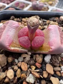 たんぽぽ様 リクエスト 3点 まとめ商品