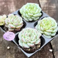 2026年最新】多肉 植物 抜き 苗の人気アイテム - メルカリ