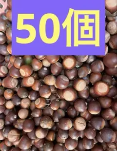 クヌギドングリ トトロ