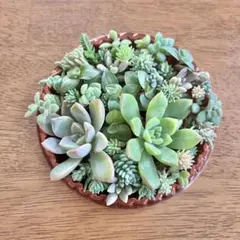多肉植物 カット苗 詰め合わせ 小さな苗 寄せ植え - メルカリ