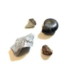 【本物・標本】化石 鉱物 4点セット サメの歯 アンモナイト 原石 コレクション