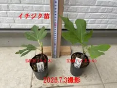 イチジク苗 2種セット SMITH（スミス）、IZMIR（イズミル）のサムネイル