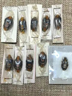 2025年最新】ハナムグリ標本の人気アイテム - メルカリ