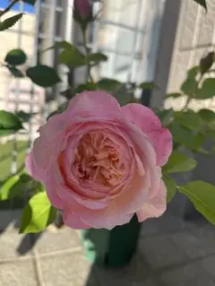 切り花品種バラ苗　レアバラ 　大苗VICTORIAN CLASSI♡ Rose 切り花品種バラ苗 レアバラ 大苗VICTORIAN CLASSI♡ Rose バラ苗