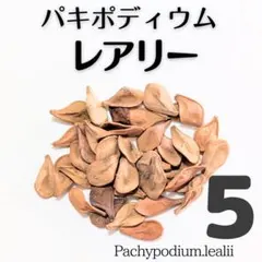 2025年最新】パキポディウム レアリーの人気アイテム - メルカリ