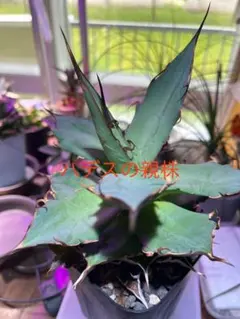 レア特価【CG産】アガベ チタノタ シチリア スパチタ カクタスグリーン