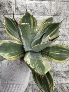 明日まで　本日限定　大株　選抜株　引き取り可能]　パリートランカータ　パリー 明日まで 本日限定 大株 選抜株 引き取り可能] パリートラン