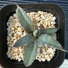 2025年最新】アガベBBの人気アイテム - メルカリ