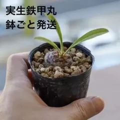 2025年最新】鉄甲丸の人気アイテム - メルカリ