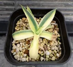 2026年最新】ハーフムーン アガベの人気アイテム - メルカリ