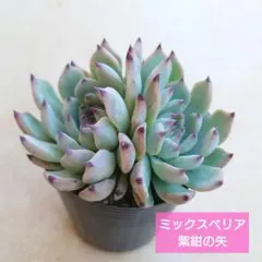 a*o様 ミックスベリア　紫紺の矢