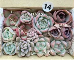 14 多肉植物　多肉弁当　詰め合わせ　寄せ植え　セット　カット苗　韓国苗　エケ