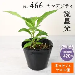 ポットごとヤマト便457】ヤマアジサイ 1年生苗 瀬戸の月 - メルカリ