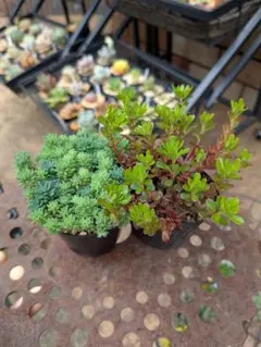 まっくす様 リクエスト 2点 まとめ商品