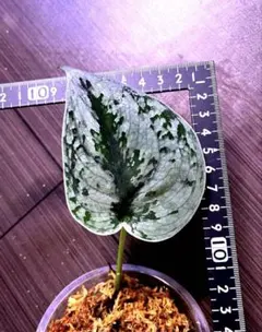 斑入り カンアオイ タマノカンアオイ 玉錦(たまにしき) - メルカリ