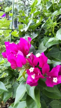 ブーゲンビリア八重　No982 らくらくメルカリ便発送‼️ 2025年最新】ブーゲンビリア 苗の人気アイテム - メルカリ