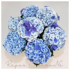 アジサイ 紫陽花 ホットチボリマーブルブルー 5号鉢 - メルカリ