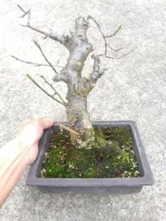 梅 盆栽 6号相当 白花 幹太❗ ふ - メルカリ