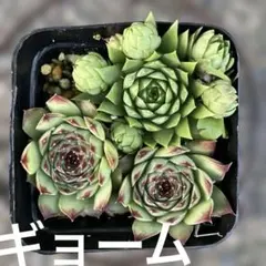 2026年最新】SEmpervivumの人気アイテム - メルカリ