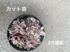 ヴォルケンシー錦　多肉