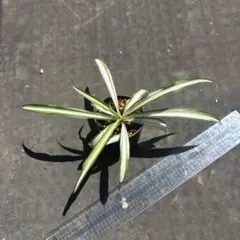 オリヅルラン　抜き苗のサムネイル