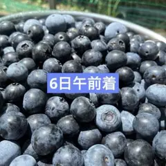 6日午前着　埼玉産⭐︎生ブルーベリー1キロ➕50gサービスのサムネイル
