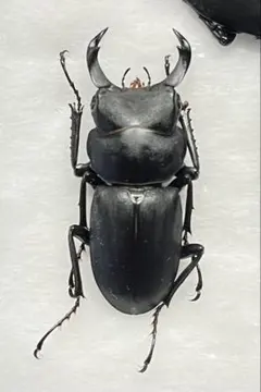 2025年最新】オオクワガタ標本の人気アイテム - メルカリ