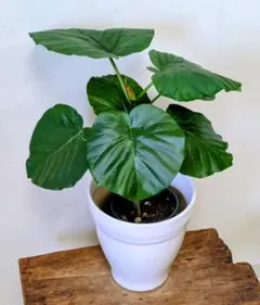 ウンベラータ　フィカス　観葉植物 　ウンベラータ苗木　ゴムの木　Jのサムネイル