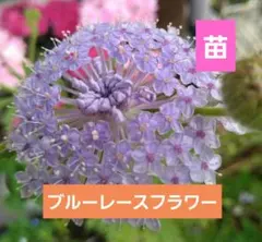 チビタ様 リクエスト 2点 まとめ商品