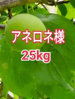 2026年最新】小梅 青梅の人気アイテム - メルカリ