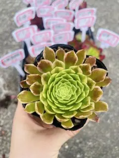 sweet16様 リクエスト 2点 まとめ商品