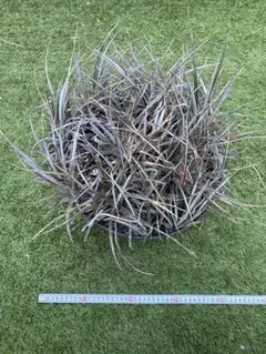 2026年最新】dyckia 原種の人気アイテム - メルカリ