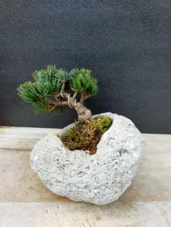 2026年最新】八房五葉松の人気アイテム - メルカリ