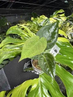 Z10ベッセアエ × デビリス×ドリームウィーバー×パピリラミナム アンスリウムAnthurium （(besseae × debilis) × ('Dreamweaver