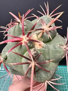 2025年最新】フェロカクタス 巨鷲玉の人気アイテム - メルカリ