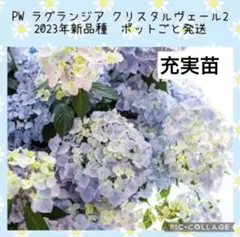 【花苗】PW正規品　ラグランジア　クリスタルヴェール2　タグ付き　鉢ごと発送のサムネイル