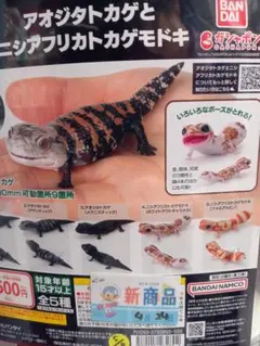 ジナニ様専用　いきもの大図鑑　ニシアフリカモドキ　ホワイトアウトキャラメルのサムネイル