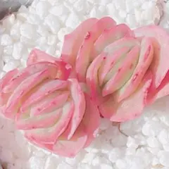 224 多肉植物　アイスローズ錦　美斑　小苗　2カットセット♡