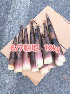 2026年最新】タケノコ 10kgの人気アイテム - メルカリ