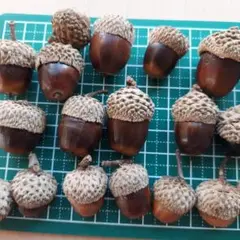 どんぐり 帽子つき 50個セット