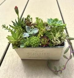 多肉植物寄せ植え☆そのまま飾れるワゴンカー - メルカリ