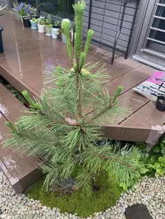 【現品】黒松（くろまつ）（クロマツ）根巻　 AK番 現品】黒松（くろまつ）（クロマツ）根巻 4T番 - メルカリ