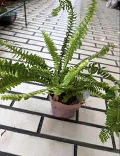 観葉植物タマシダ(玉羊歯)の株　葉っぱ美しい・茎と根っこが丈夫な株