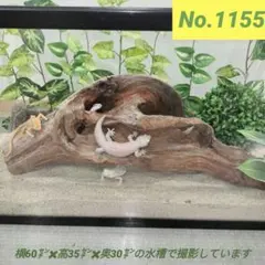 Item thumbnail for item 95020f44-30a7-4dcf-b64c-4a1b1a1fd1e5