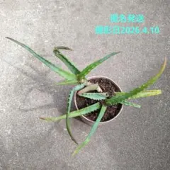 現品☆カット苗☆キダチアロエ - メルカリ