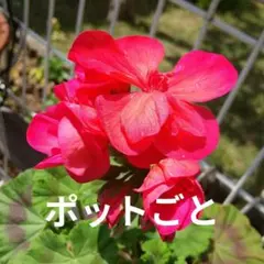挿し穂1本から複数可。アイビーゼラニウム 選べるオマケ付き - メルカリ